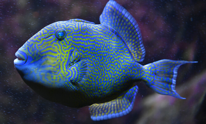 Blaustreifen Drückerfisch