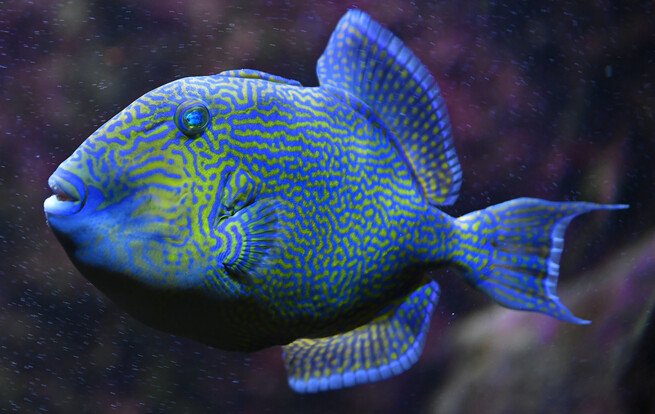 Blaustreifen-Drückerfisch mit gelb-blauem, labyrinthartigen Muster und markanter Körperform vor verschwommenem Hintergrund..