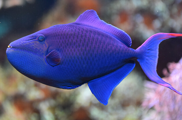 Blauer Drückerfisch mit ovalem Körper und spitzen Flossen im Profilansicht vor unscharfem Hintergrund.