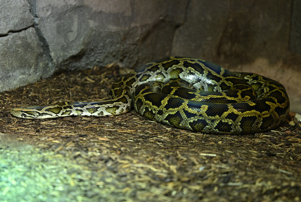 Große, zusammengerollte Tigerpython mit olivbraun-schwarzem Schuppenmuster auf braunem Untergrund vor einer Steinwand.