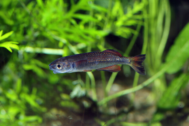 Kleiner Regenbogenfisch mit schlankem Körper schwimmt vor grünen Wasserpflanzen