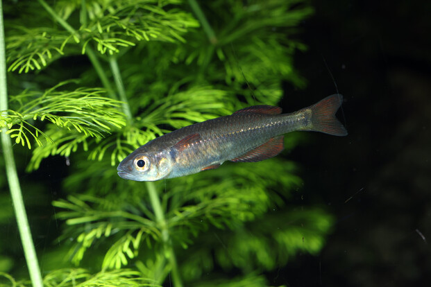 Kleiner Regenbogenfisch mit schlankem Körper schwimmt vor grünen Wasserpflanzen