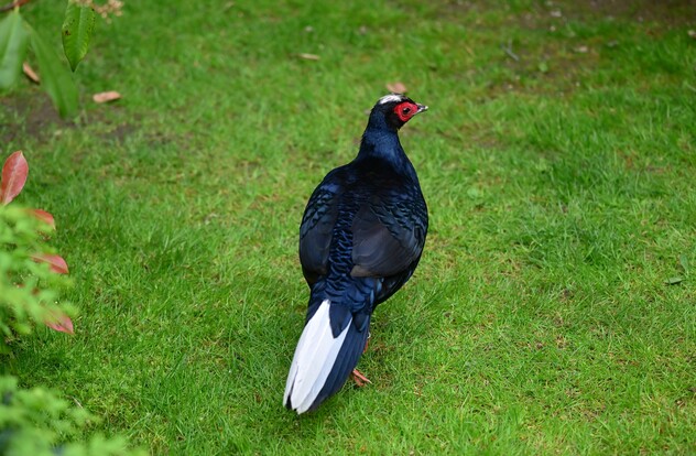 edwardsfasan (3)