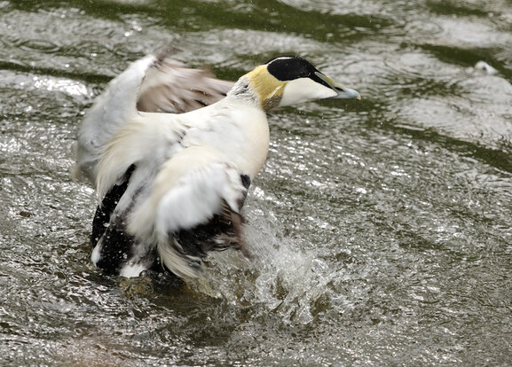Eiderente mit überwiegend weißem Gefieder und schwarzem Bauch badet im Wasser und schlägt mit den Flügeln.