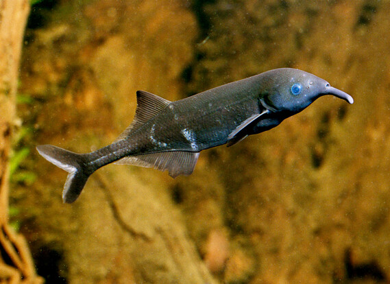 Langgestreckter, dunkel gefärbter Fisch mit seitlich abgeflachtem Körper und auffallend lang ausgezogenem, rüsselartigem Maul vor braunem Hintergrund.