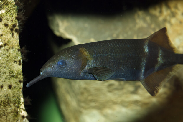 Langgestreckter, dunkel gefärbter Fisch mit seitlich abgeflachtem Körper und auffallend lang ausgezogenem, rüsselartigem Maul vor graubraunem  Hintergrund.