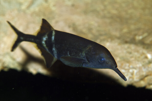 Langgestreckter, dunkel gefärbter Fisch mit seitlich abgeflachtem Körper und auffallend lang ausgezogenem, rüsselartigem Maul vor steinigem Hintergrund.