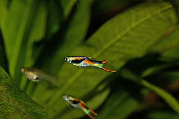 Drei bunte Guppys mit leuchtenden Streifen schwimmen vor grünen Wasserpflanzen im Aquarium.