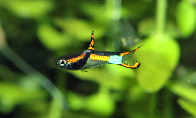 poecilia_wingei_endlers guppy (1)