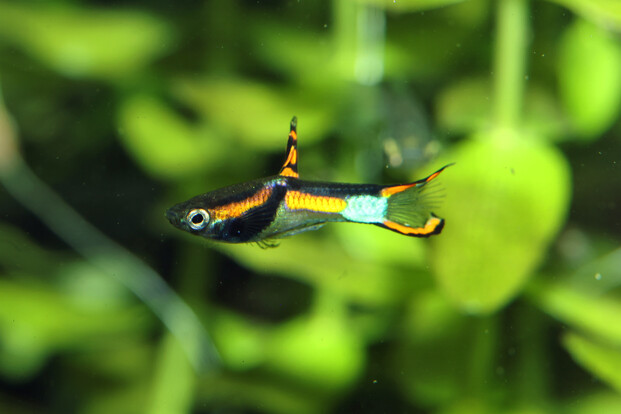 Kleiner bunter Guppy mit schwarzem, orangefarbenem und hellblauem Muster vor grünem Hintergrund