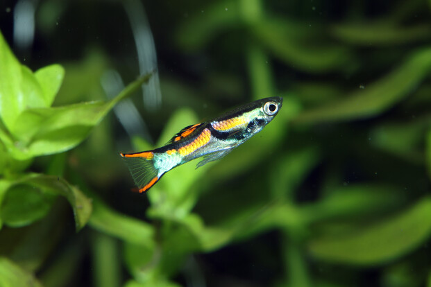 Kleiner bunter Guppy mit schwarzem, orangefarbenem und hellblauem Muster vor grünen Wasserpflanzen