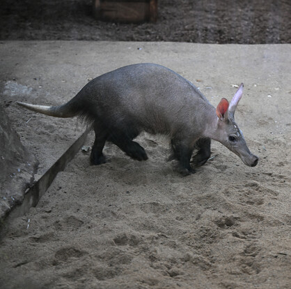 Erdferkel mit langem Körper und großen Ohren läuft seitlich über sandigen Boden.