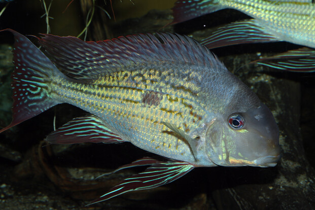 Nahaufnahme eines Geophagus winemilleri Fisches mit gestreiftem Körpermuster und langgestreckten Flossen