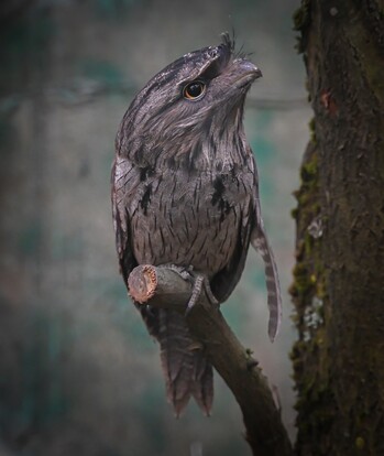 Nahaufnahme eines Eulenschwalm-Vogels mit auffälligem gelb-braunem Auge und graubraunem Gefieder, Kopf nach rechts gedreht.