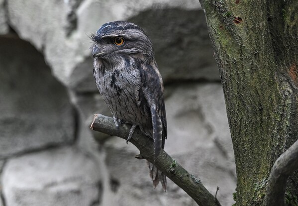 Eulenschwalm mit grauem, gemustertem Gefieder sitzt auf einem Ast vor Felswand.
