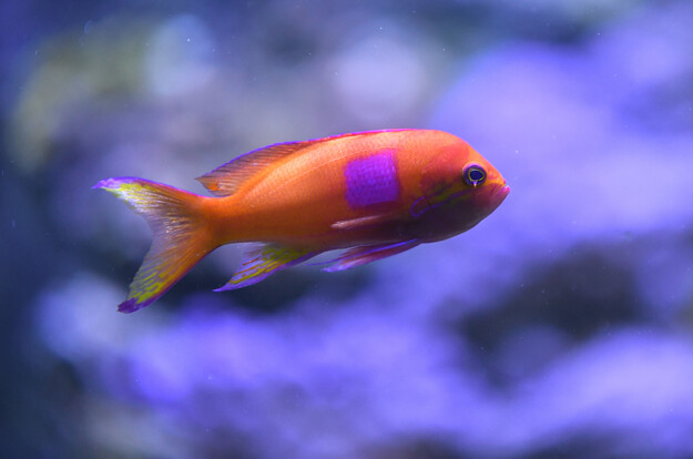 Orangefarbener Fahnenbarsch mit violettem Fleck auf dem Körper, schwimmend vor blauem Hintergrund.