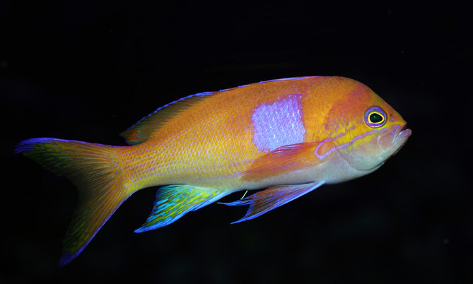 pseudanthias_squamipinnis_Fahnenbarsch (2)