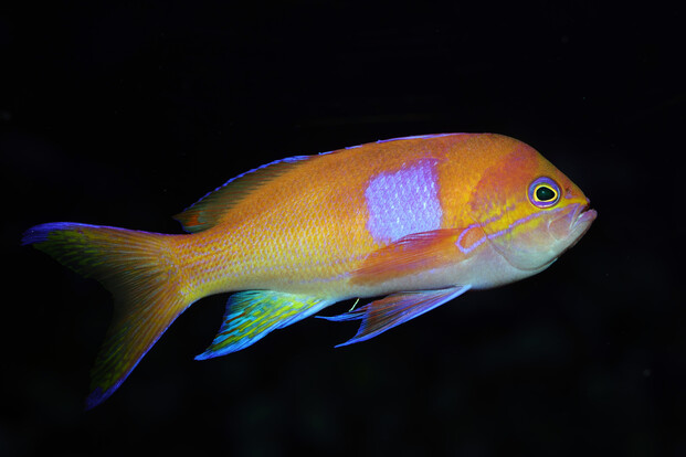 Orangefarbener Fahnenbarsch mit violettem Fleck auf dem Körper, schwimmend vor dunklem Hintergrund.