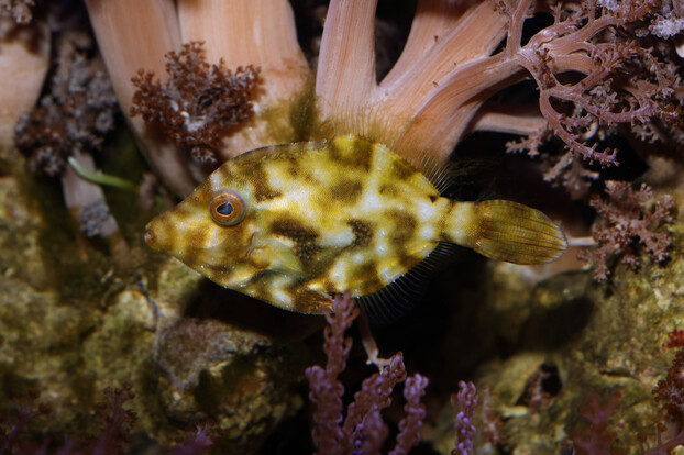 Feilenfisch mit stachliger Körperstruktur schwimmt vor Anemonen