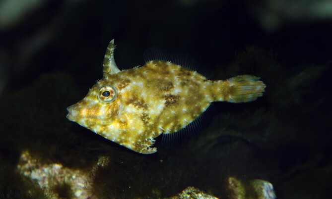 Feilenfisch mit dreieckigem Körper und langem Horn im dunklen Wasser, Seitenansicht.
