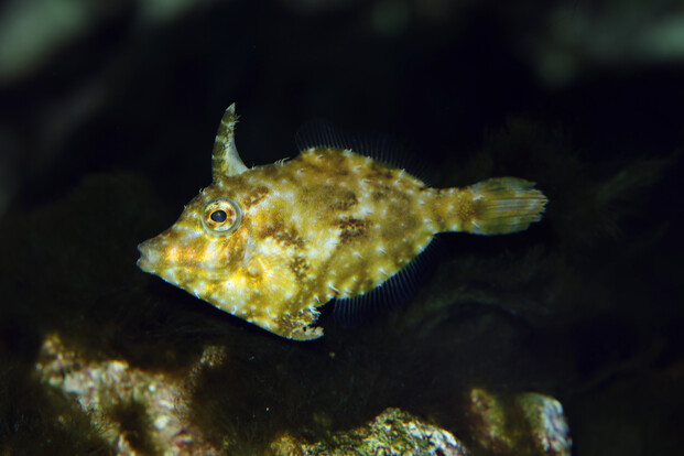 Feilenfisch mit dreieckigem Körper und langem Horn im dunklen Wasser, Seitenansicht.