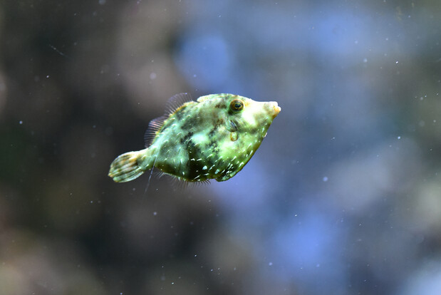 Kleiner Feilenfisch mit heller, grünlicher Musterung vor unscharfem blauen Hintergrund im Wasser schwebend.