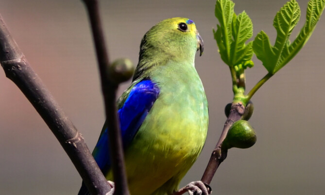 Feinsittich  Blauflügeliger Schönsittich