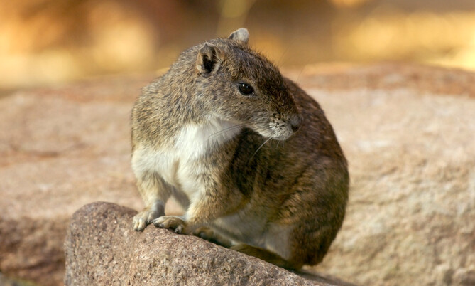 Felsenmeerschweinchen 1
