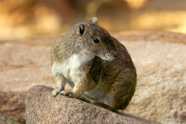 Felsenmeerschweinchen mit braun-grauem Fell sitzt auf einem hellen Felsen und blickt zur Seite.