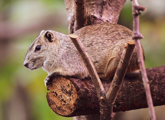 Felsenmeerschweinchen mit braun-grauem Fell sitzt auf einemAst