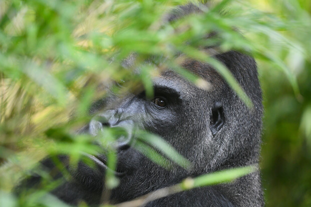 Nahaufnahme eines westlichen Flachlandgorillas, teilweise von grünen Blättern verdeckt, mit Fokus auf das Gesicht und die Augen.
