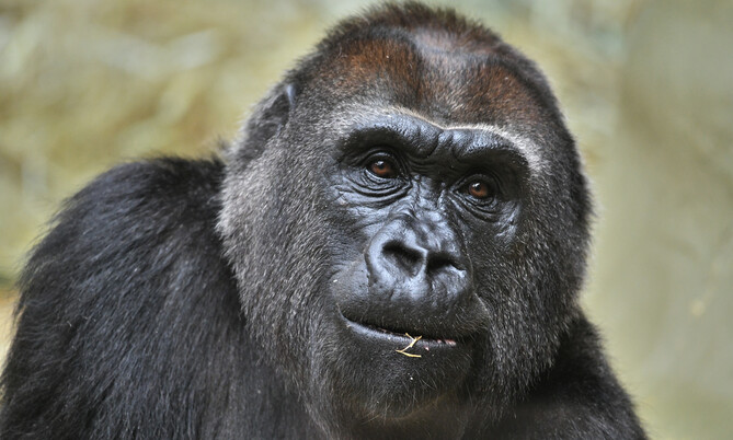 Nahaufnahme eines Flachlandgorillas mit dunklem Fell und aufmerksamem Blick nach vorne.