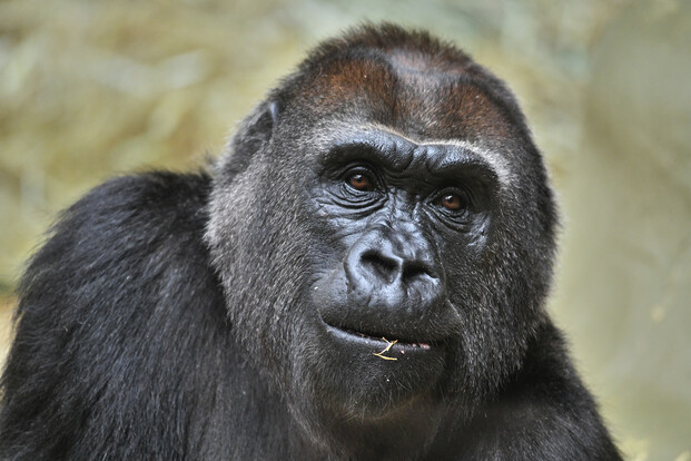 Nahaufnahme eines Flachlandgorillas mit dunklem Fell und aufmerksamem Blick nach vorne.