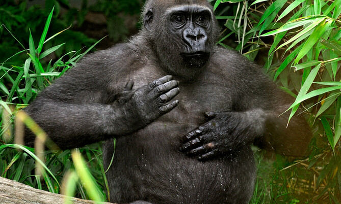 Flachlandgorilla 3