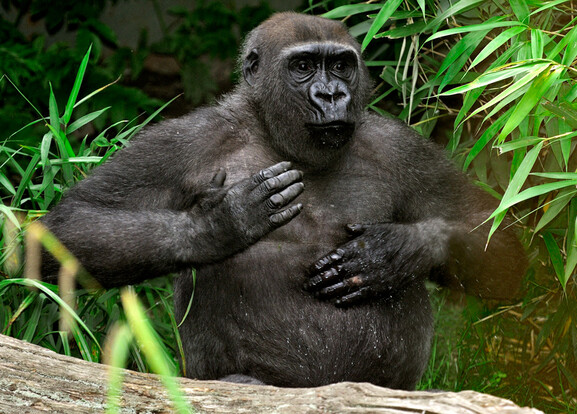 Flachlandgorilla sitzt zwischen grünen Bambusblättern und berührt mit einer Hand seine Brust.