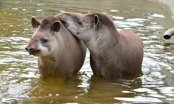 Flachlandtapir