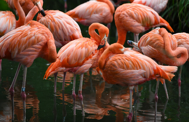 Mehrere Flamingos stehen dicht gedrängt im seichten Wasser, einige haben den Kopf unter den Flügeln oder ruhen auf einem Bein.