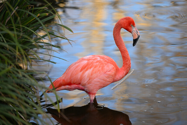 Ein rosafarbener Flamingo steht aufrecht im flachen Wasser neben grünen Grasbüscheln.
