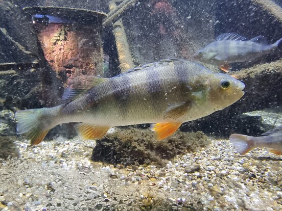 Flussbarsch mit olivgrünem Rücken und orangefarbenen Flossen schwimmt seitlich in einem Aquarium.
