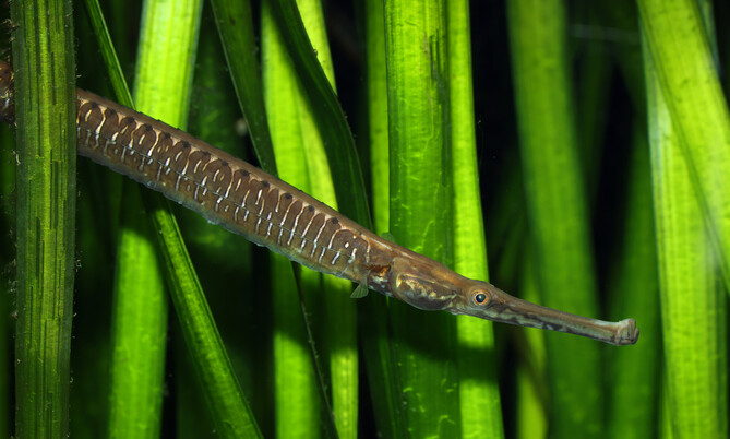 doryichthys_boaja_Riesen süßwassernadel (1)