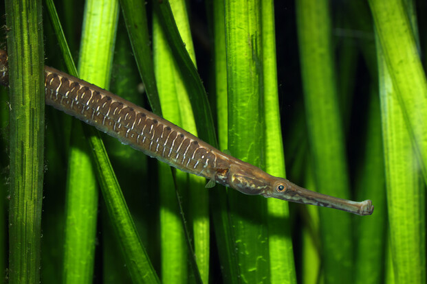Langer, schlanker Süßwasserfisch mit langem, schmalem Maul zwischen grünen Wasserpflanzen