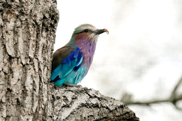Gabelracke mit violetter Brust und leuchtend blauen Flügeln sitzt auf einem Baumstamm.