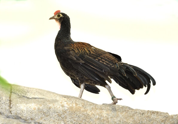 Gabelschwanzhuhn m 2