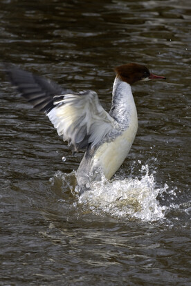 Gänsesäger mit ausgebreiteten Flügeln beim Landen auf einer Wasseroberfläche, deutlich sichtbarer Wasserspritzer.