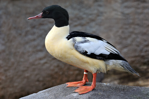 Erpel des Gänsesägers mit schwarzem Kopf, weißem Körper, orangeroten Beinen und langem Schnabel im Profil seitlich stehend.