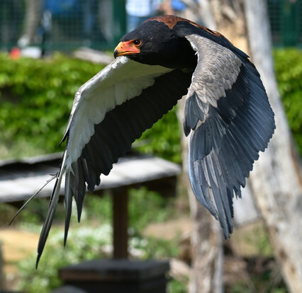 fliegender Gaukler mit orange-schwarzem Kopf