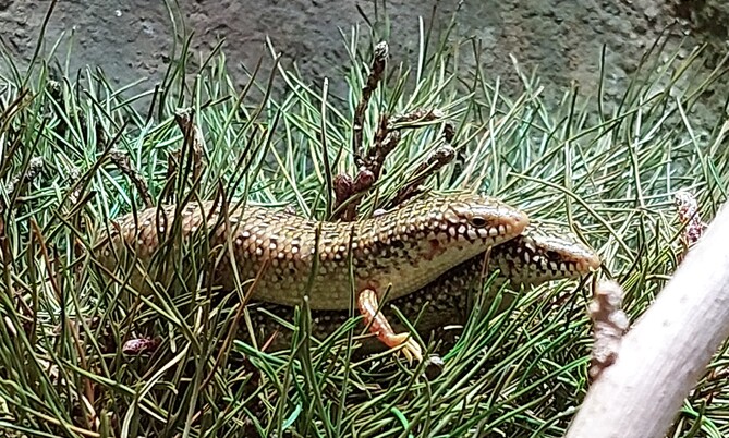 gefleckter Walzenskink (4)