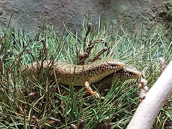 Zwei gefleckte Walzenskinke mit schlankem Körper und geflecktem Muster auf Nadelgehölzzweigen