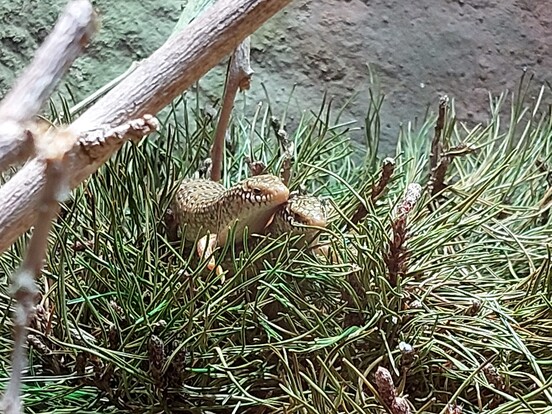 Zwei gefleckte Walzenskinke mit schlankem Körper und geflecktem Muster auf Nadelgehölzzweigen schauen Richtung Kamera