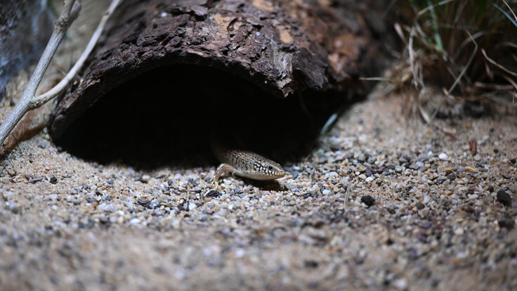 Gefleckter Walzenskink mit schlankem Körper und geflecktem Muster auf schotterigem Boden, Kopf und Vorderbeine sichtbar.